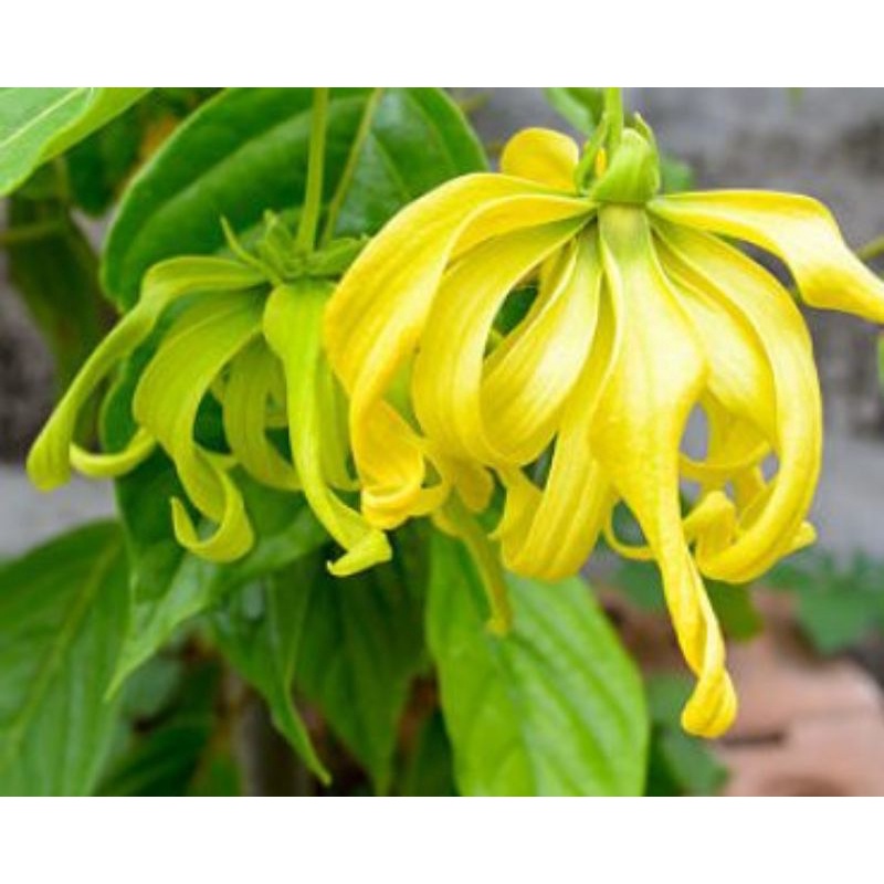 CÂY HOA RẺ CAO 30CM