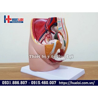 Mô hình giải phẫu cơ quan sinh dục nữ