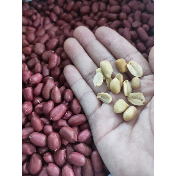 Lạc đỏ/ đậu phộng đỏ Nam Định bóc tay- sống và chín