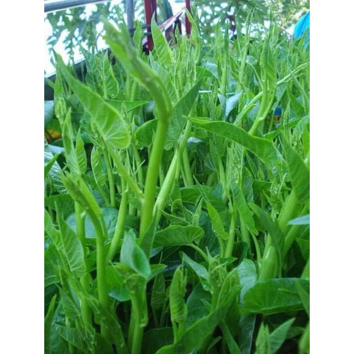 Rau Muống Chum Siêu Ngọn