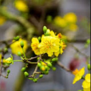 Cây giống mai vàng tứ quý (cao khoảng 80cm)