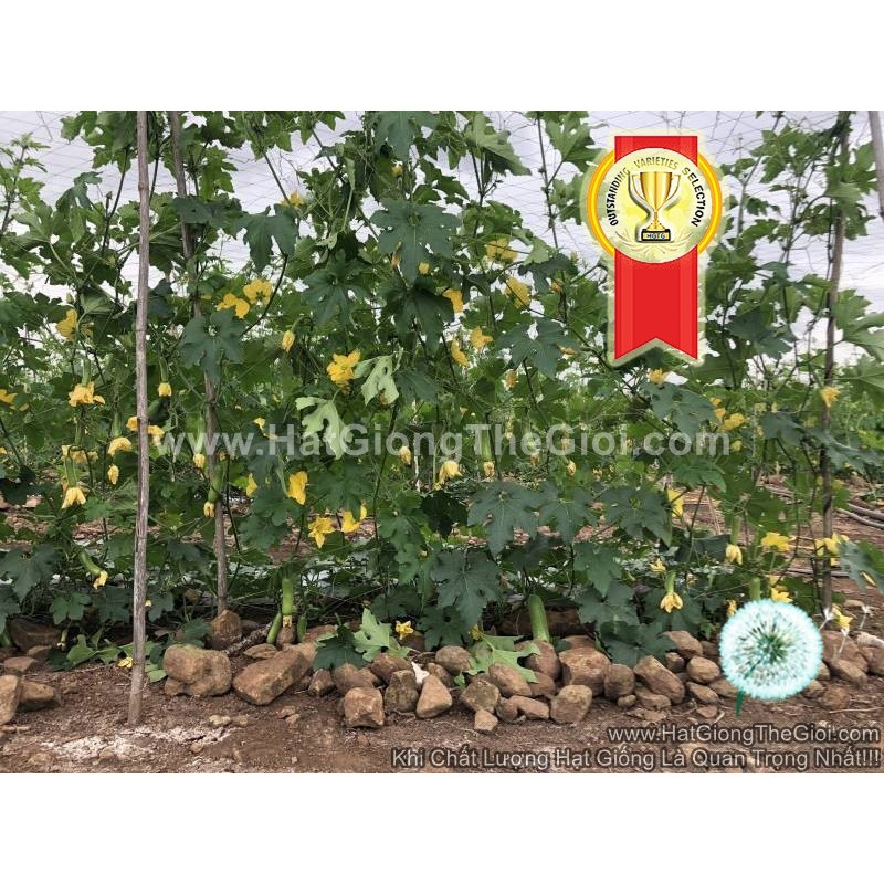 0.2Gr Hạt Giống Bí Đao Chanh F1 Vô Địch TG155 (A1.303 | C39*W44)