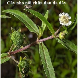 Hạt giống cây cỏ mực (nhọ nồi)