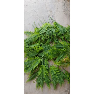 cụm dương xỉ mềm