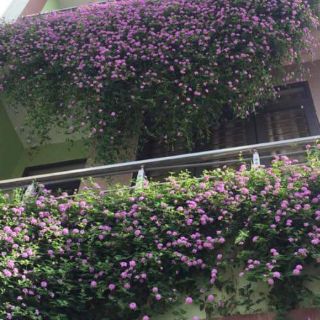 Cây ngũ sắc tím rủ