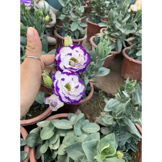 cát tường chậu các màu