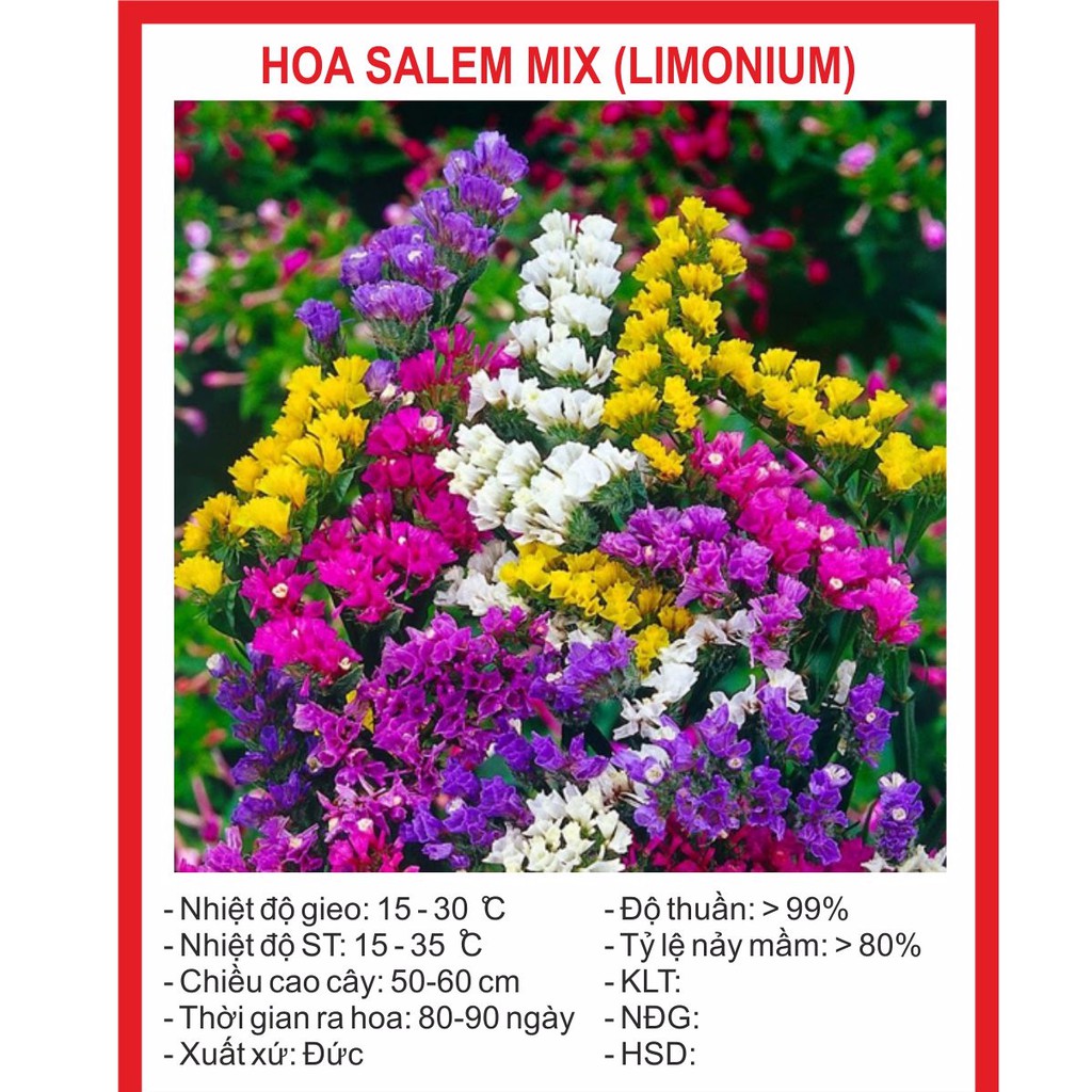 Hạt Giống Hoa Salem Mix 100 hạt