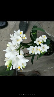 Củ hoa lan nam phi đủ màu