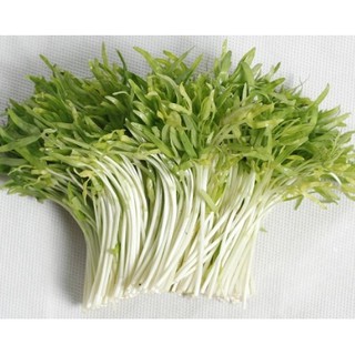 Hạt giống rau mầm rau muống VN - 1Kg