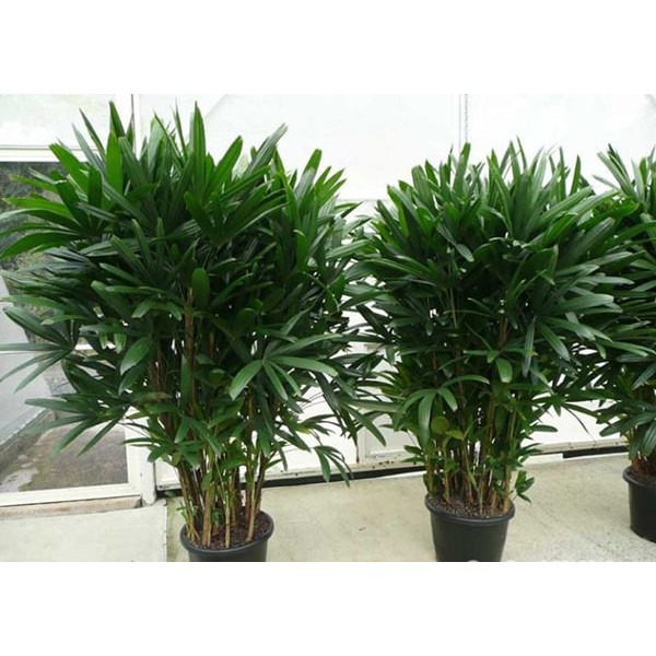 CHẬU CÂY TRÚC NHẬT CAO 1M -LOÀI CÂY LỌC KHÔNG KHÍ,VƯỢNG PHONG THỦY CHO GIA CHỦ