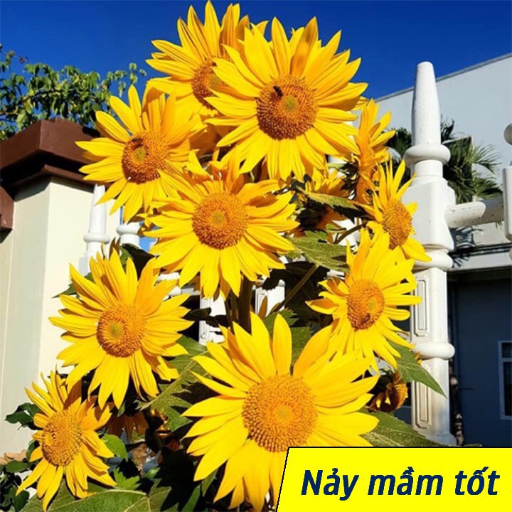 20 HẠT GIỐNG HOA HƯỚNG DƯƠNG SIÊU BÔNG NHUỴ VÀNG