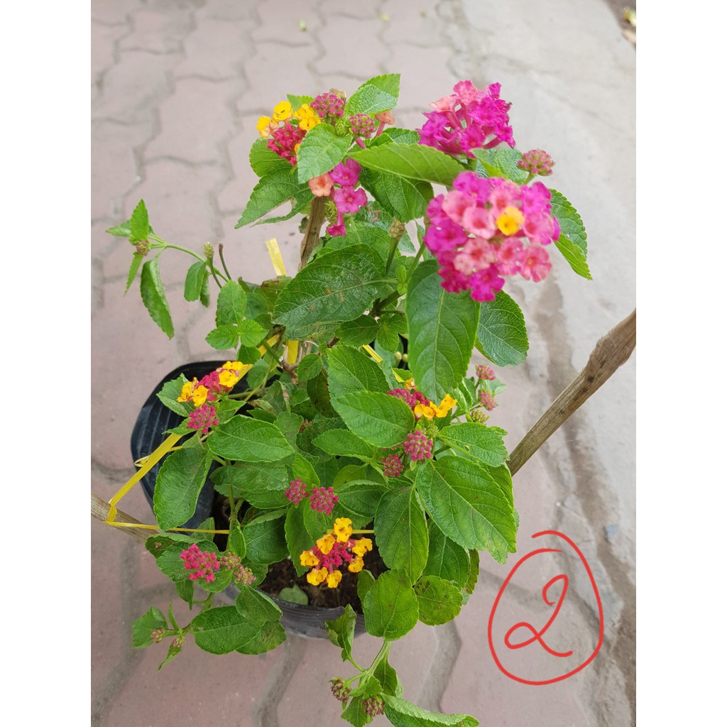 Thuốc diệt kiến, gián hiệu quả tức thì, tác dụng dài lâu