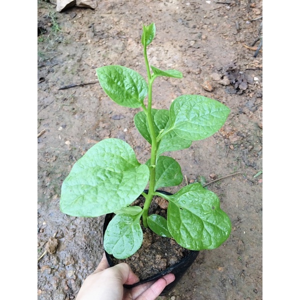 Cây rau giống mồng tơi lá to