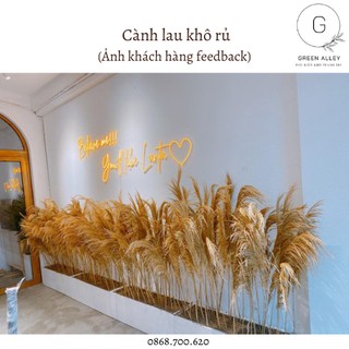 Cành lau khô rủ trang trí nhà cửa - 20 cành