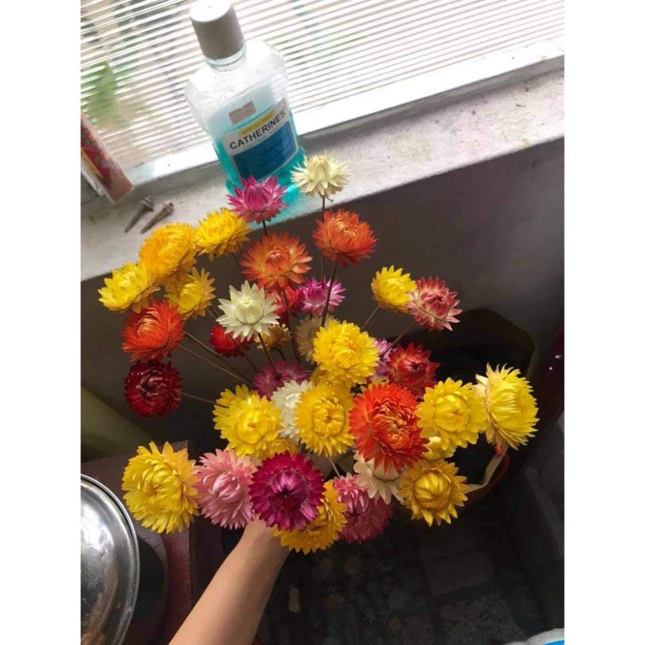 🌸Hoa cúc bất tử🌸 hoa khô vĩnh cửu🌸phong cách vintage