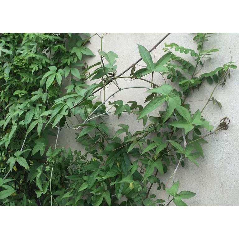 bâu cây chìa vôi giống ( cây Bạch liễm, Bạch phấn đằng)