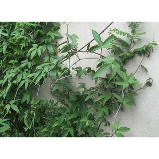 Bâu cây chìa vôi giống