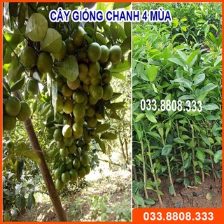 Cây giống chanh bốn mùa