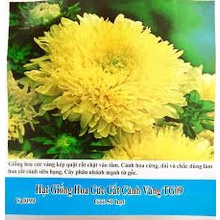 Hạt Giống Cúc Hà Lan F1 Dễ Trồng, Hoa Nở Đẹp-Tổng kho hạt giống giá rẻ