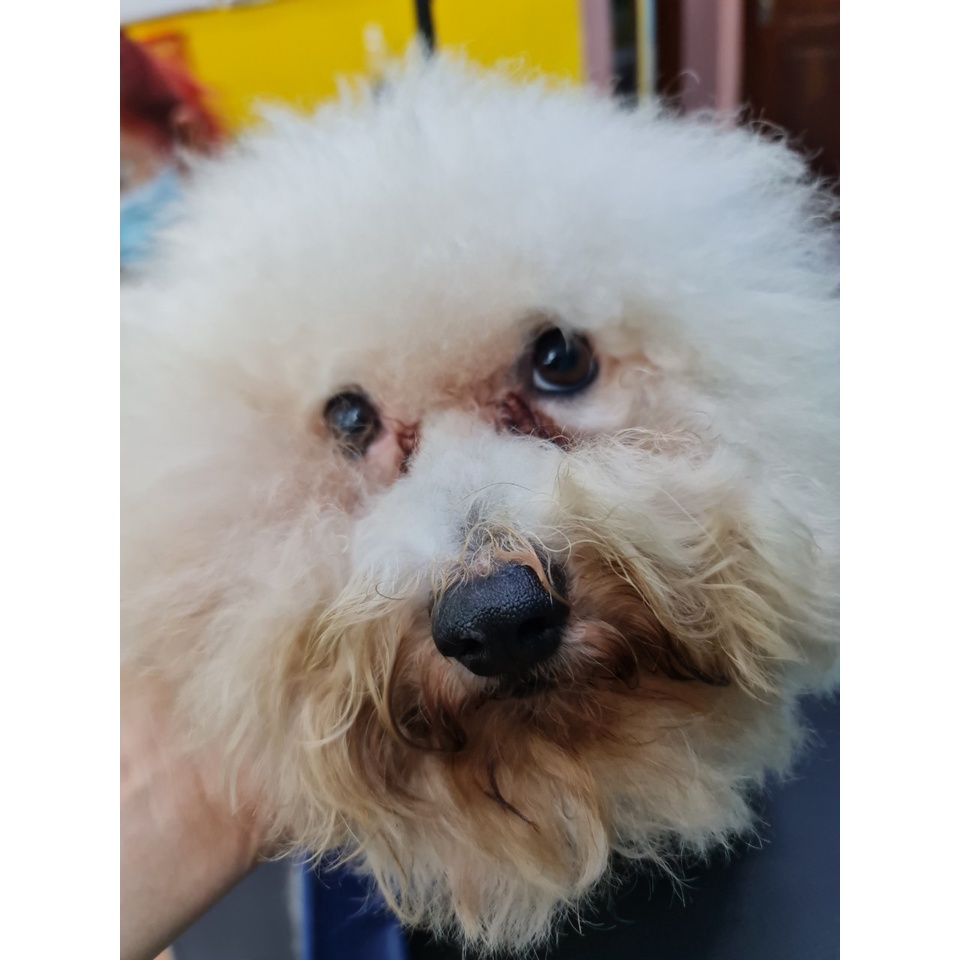 TẨY Ố LÔNG CHO CHÓ MÈO