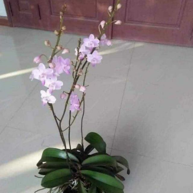 COMBO 3 CÂY TIỂU HỒ ĐIỆP