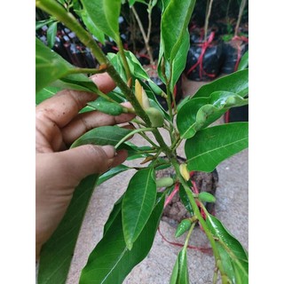 Ngọc lan hoa vàng đang nụ