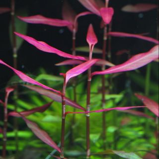 Cây thủy sinh trúc tím ( CÂY TRUNG CẢNH .  TIỀN CẢNH)  ( 15 ngọn 50k)