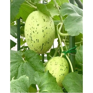 Hạt giống Dưa lê da ếch - Gói 10 hạt