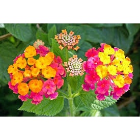 [Gói 150 hạt] Hạt Giống Hoa Ngũ Sắc F1 Hoa Nở Siêu Đẹp