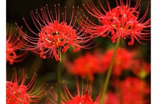 Củ hoa bỉ ngạn