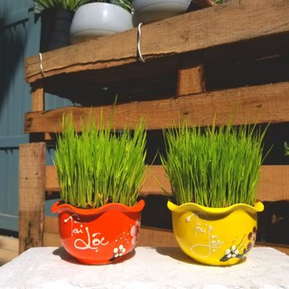 Cây Lúa non kèm chậu sứ cao cấp size 10x6