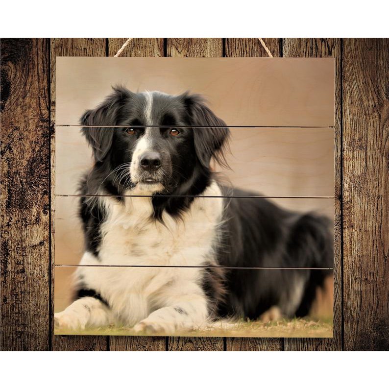 Quà kỷ niệm || Tranh gỗ kỷ niệm ảnh thú cưng, kích thước 30x40 cm hoặc 20x 30 cm