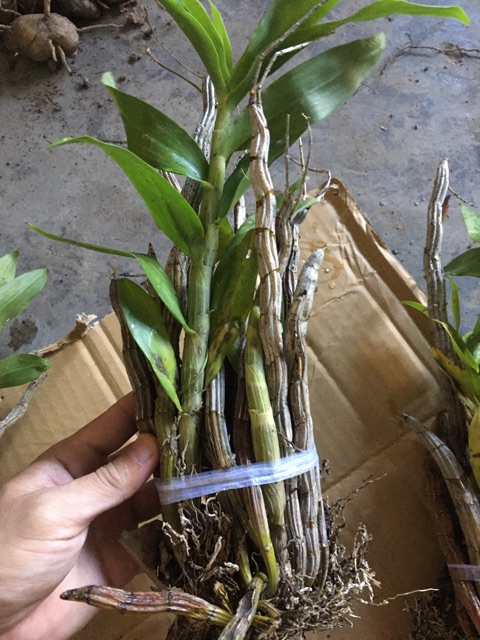 1 bó Lan báo hỷ 200g