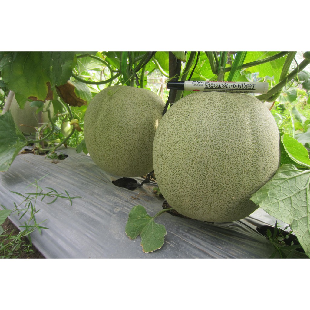 Hạt giống dưa lưới - Tặng một gói hạt giống ngẫu nhiên