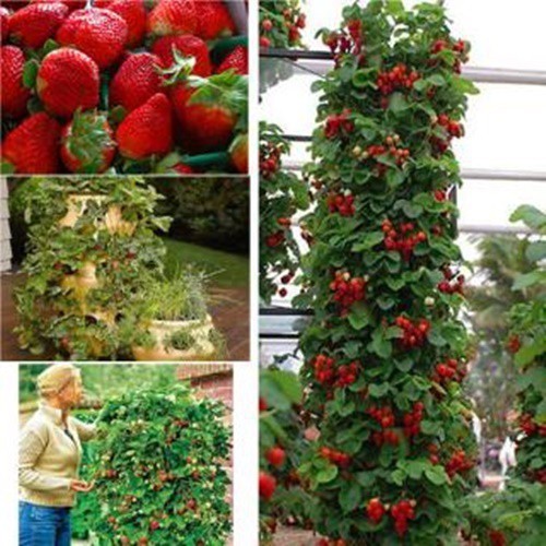 Hạt Giống Dâu Tây Leo Giàn F1 - 50 hạt - VT