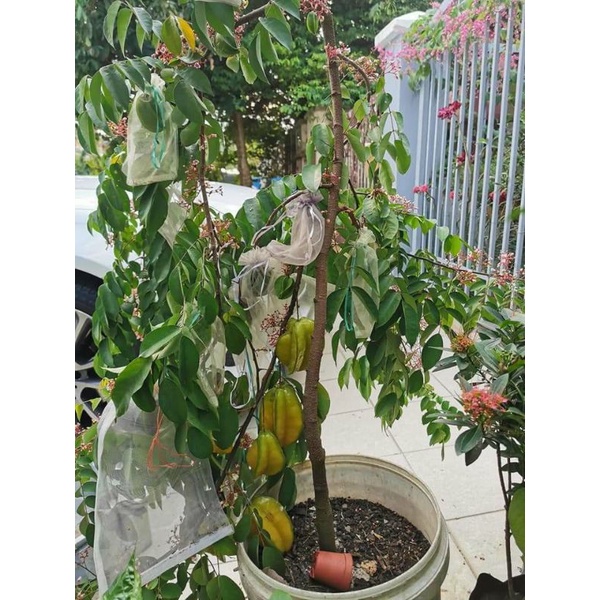 Khế Thái ngọt  cao 1m6 đang trái