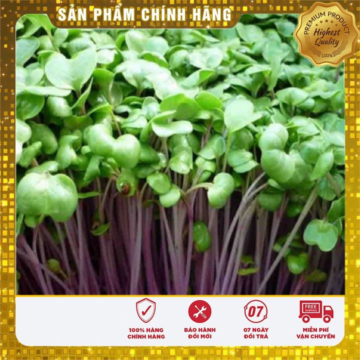 HẠT GIỐNG RAU MẦM CỦ CẢI ĐỎ 50 GRAM