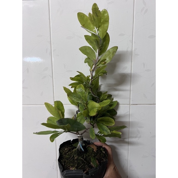 Hoa mai Cúc Rose Thanh Tú_cây ghép chuẩn