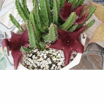 Sao biển Stapelia grandiflora