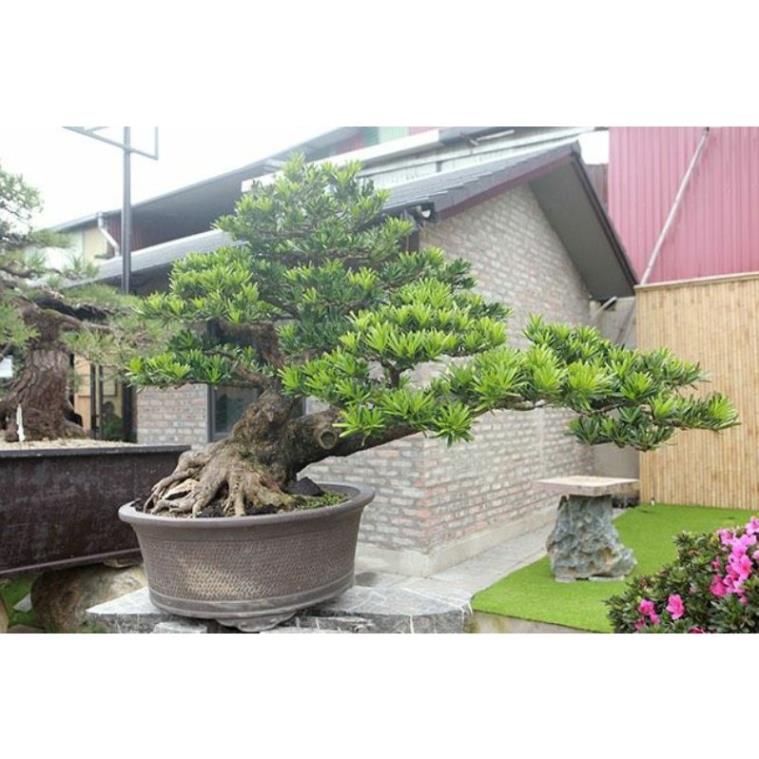 CÂY GIỐNG TÙNG LA HÁN