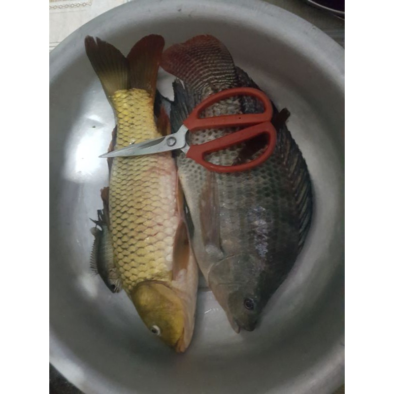 Combo 5 gói mồi câu cá rô phi Lão Quỷ