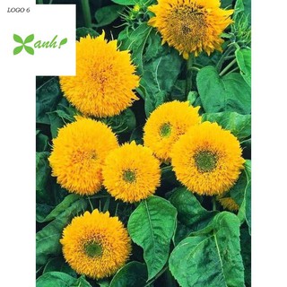 Hạt giống hoa Hướng dương Kép (30 hạt)