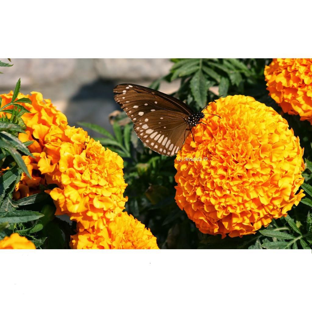 Hạt Giống Hoa Cúc Vạn Thọ Pháp Đỏ Cam Gói 20 Hạt