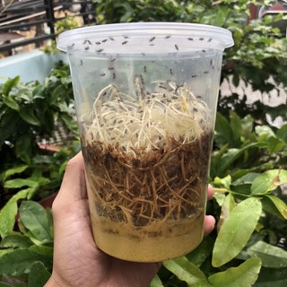 Ruồi giấm không bay-Thức ăn cho bò sát,cá ( chỉ giao hoả tốc )