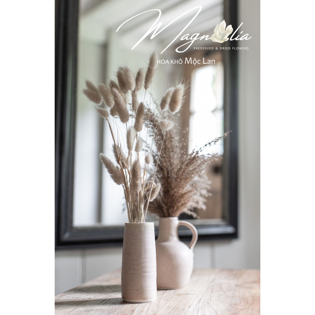 Hoa khô Lagurus Bunny Tails ❤️FREESHIP❤️ Cỏ đuôi thỏ Mỹ decor, dây thừng