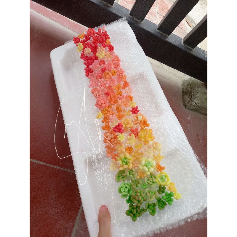 Vườn sen mini đất sét