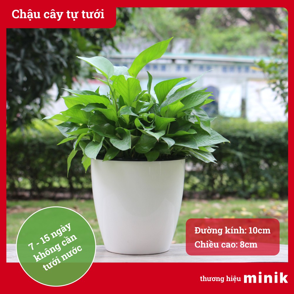 Chậu trồng cây tự dưỡng MINIK, màu trắng, miệng tròn, chậu thông minh tự tưới nước trong 7 - 14 ngày, thích hợp để bàn