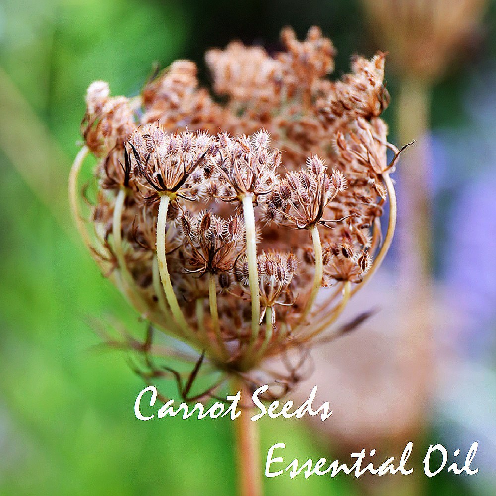 Tinh dầu hạt cà rốt Carrot Seed Essential Oil