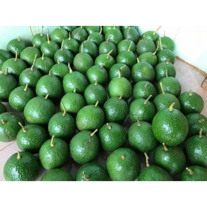 BƠ BOOTH ĐẮK LẮK