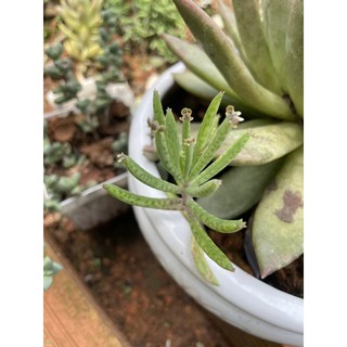 Sen đá thằn lằn cây con